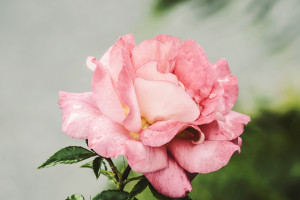 OMG！T1夺冠，官方宣布推出特别纪念品！